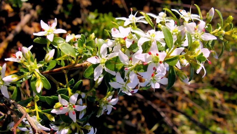 lišće Buch u cistolaksu