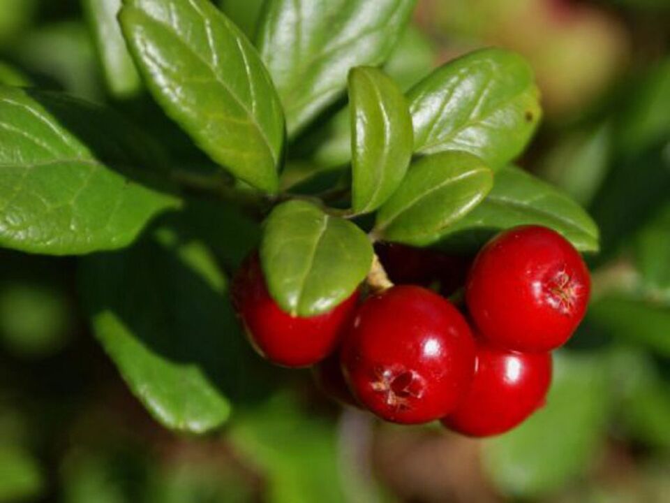 Lingonberry za cistitis kod žena